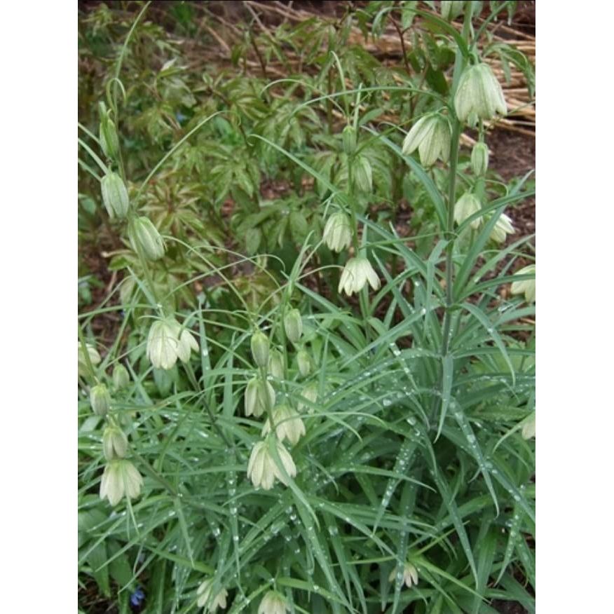 Revivin - 120 caps,(Chi's Enterprise) by Chi's Enterprise - The Oasis of Health