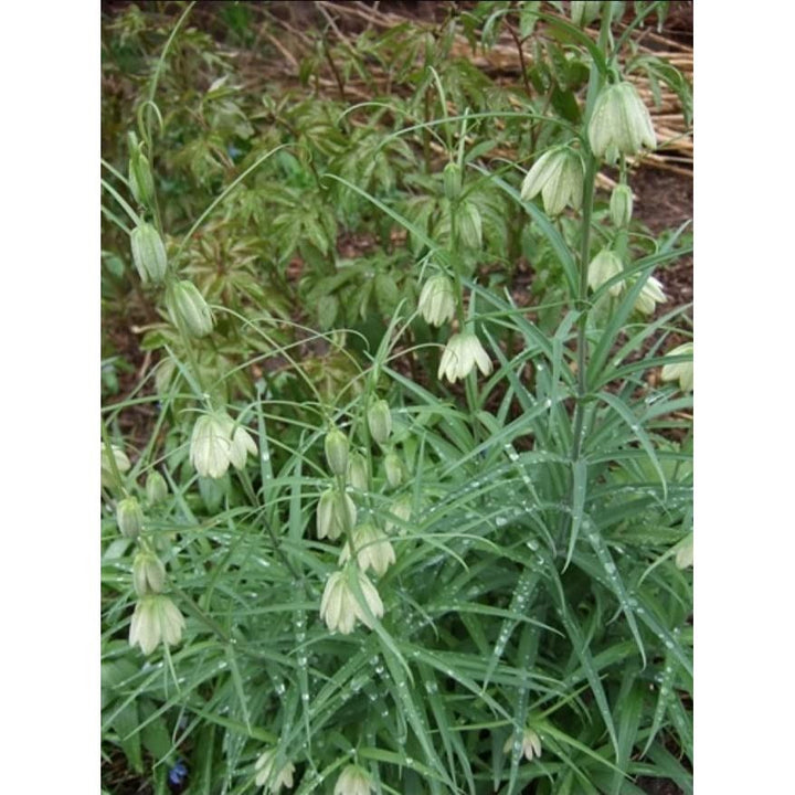 Revivin - 120 caps,(Chi's Enterprise) by Chi's Enterprise - The Oasis of Health