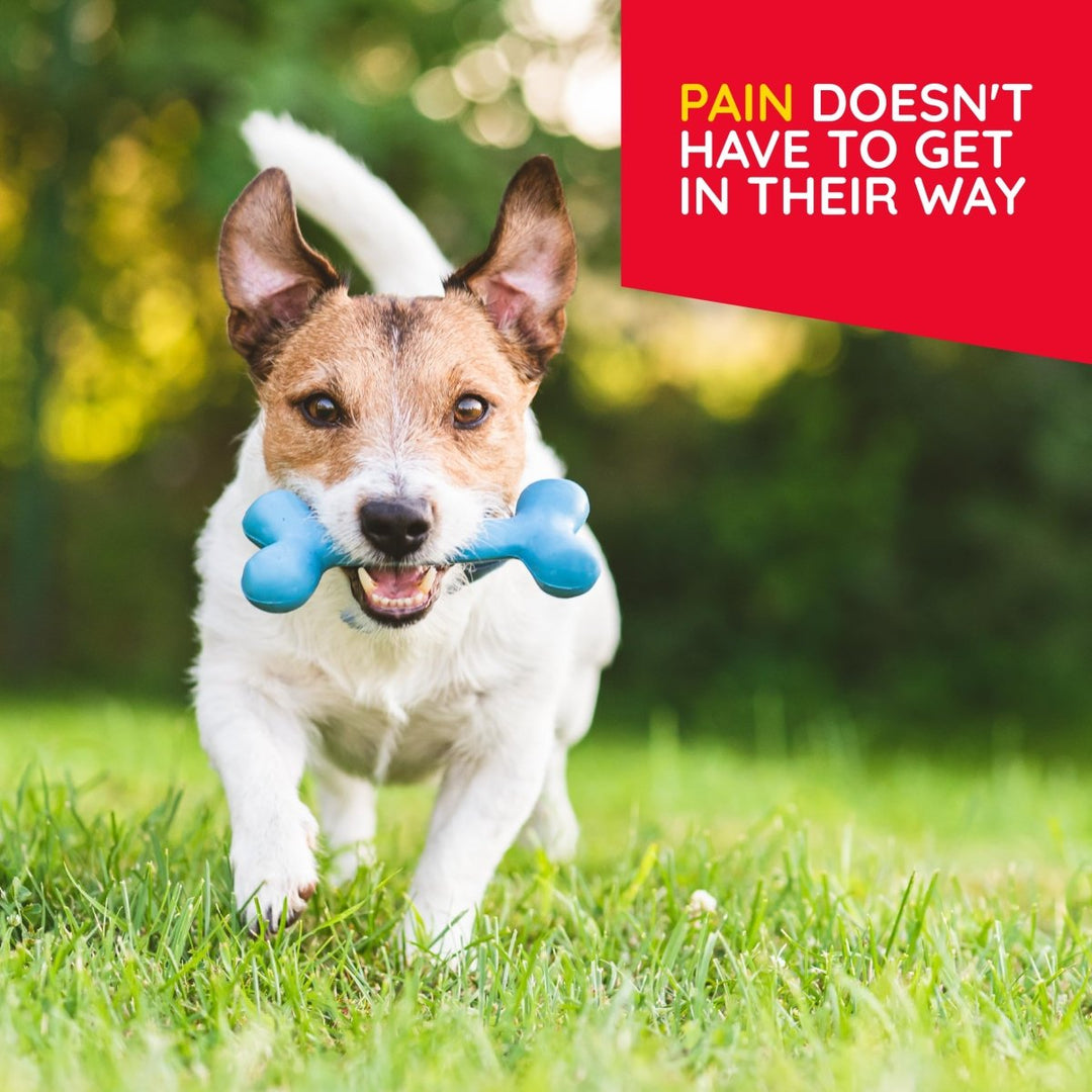 T - Relief Pet Pain Oral Drops Arnica +12 Dogs & Cats - Fast - Acting Soother - 1.69 oz (2 Pack) - The Oasis of Health